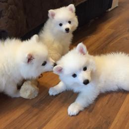 American Eskimo Dog Puppies from Shalom American Eskimos