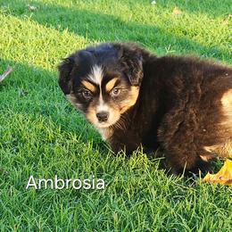 Ambrosia - Black tri-color female Australian Shepherd puppy in Owensboro, Kentucky from JnT's Bluegrass Mini Aussies