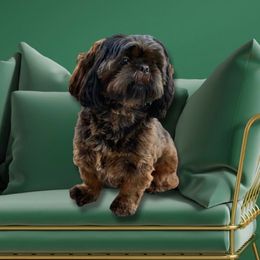 Harper - Shih Tzu