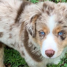 Australian Shepherds and Miniature Australian Shepherds from SkyBrynn Aussies