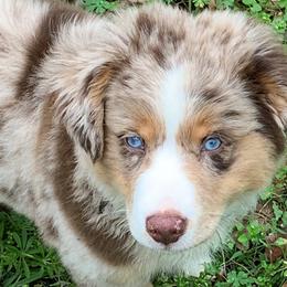 Australian Shepherds and Miniature Australian Shepherds from SkyBrynn Aussies