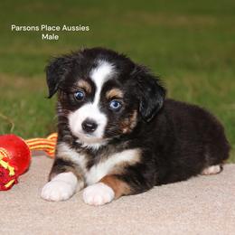 Little guy - Black tri male Toy Australian Shepherd puppy in Chandler, Oklahoma from Parsons Place Aussies