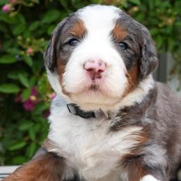 River - Merle female Bernedoodle puppy in Folsom, Louisiana from DoodlesFarmCo