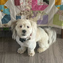 Rip - Lhasa Apso