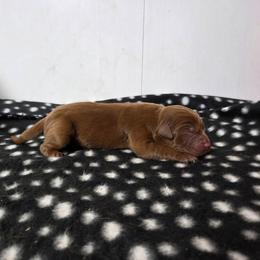 Fox Red Boy 2 - Yellow male Labrador Retriever puppy in Williamsburg, Pennsylvania from River View Labradors