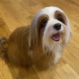 Pearl - Havanese
