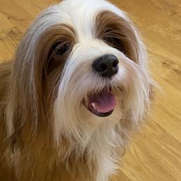 Pearl - Havanese