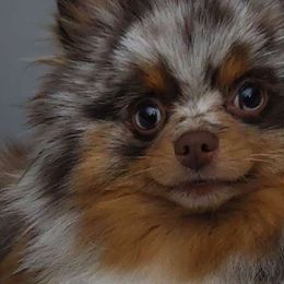CeCe - Pomeranian