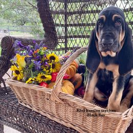 Boy 8 - Black and tan Bloodhound puppy in Vanderpool, Texas from Kiwi Hunting Services
