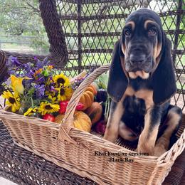 Boy 8 - Black and tan Bloodhound puppy in Vanderpool, Texas from Kiwi Hunting Services
