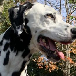Dalmatians from Upton Brookside Dalmations