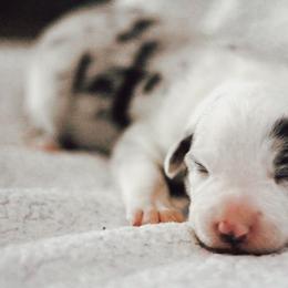 Lily - Blue merle female Border Collie puppy in Opelousas, Louisiana from Zahara Border Collies