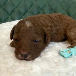 Medor-Pink bow - Red  female Poodle puppy in Central, Arizona from Desert Valley Doodles