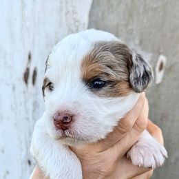 Alaska - Merle female Bernedoodle puppy in Waco, Texas from Hope Valley Doodles