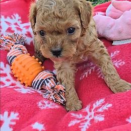 Tina - Red female Cavapoo puppy in Blackfoot, Idaho from Rocky Desert Goldens and Cavaliers