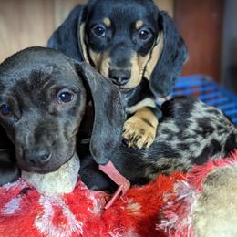 Dachshund Puppies from Valhallah Farms