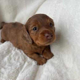 Niko - Dapple male Dachshund puppy in Humphreys, Missouri from Foster’s Dachshunds