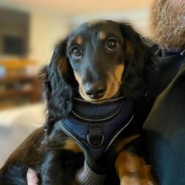 Ozzie - Black and tan male Dachshund puppy in Chehalis, Washington from Devoted Doxies - DLL