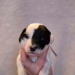 Star Lord - Black and white male Sheepadoodle puppy in Ashton, Idaho from Kerr Kanine Ranch