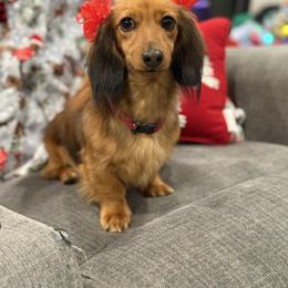 Rosie - Dachshund