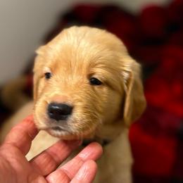 Bristol - Dark golden male Golden Retriever puppy in Seville, Ohio from Retriever Ranch