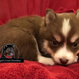 Pomsky Puppies from Angel's Creek Pomskies