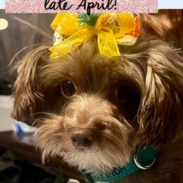 Yorkipoos and Yorkshire Terriers from Riche’ Louisiana Yorkies