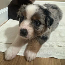 AKC Matcha (Natural Tail) - Blue merle female Australian Shepherd puppy in Jonesborough, Tennessee from 5AFarms