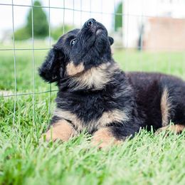German Shepherd Puppies from Blue Bloods Haus German Shepherds