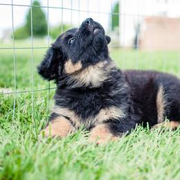 German Shepherd Puppies from Blue Bloods Haus German Shepherds