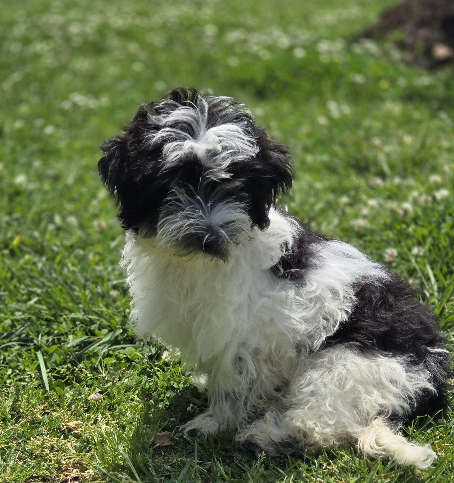 Rosewood Kennels in Tennessee Havanese, Havapoo, Maltese, Maltipoo