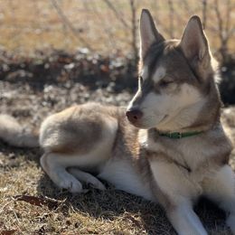 Juniper - Red and white Siberian Husky puppy in Princeton, North Carolina from Boon Hill Huskies