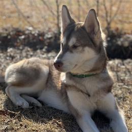 Juniper - Red and white Siberian Husky puppy in Princeton, North Carolina from Boon Hill Huskies