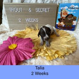 Talia - Liver roan female German Shorthaired Pointer puppy in Marshfield, Missouri from Pebblebrook German Shorthaired Pointers