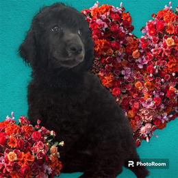 Poodle Puppies from Paddock's Purebred Poodles