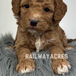 Leo - Red  male Goldendoodle puppy in Milford, Indiana from Railway Acres Kennel