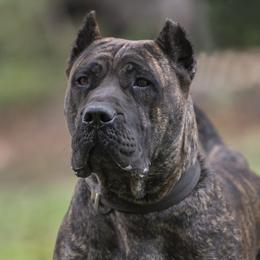 Bitchface  - Perro de Presa Canario