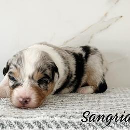 Sangria - Blue merle female Australian Shepherd puppy in Kearney, Nebraska from Helix Aussies