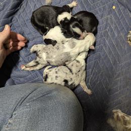 Australian Shepherd and Great Dane Puppies from AEW Farm