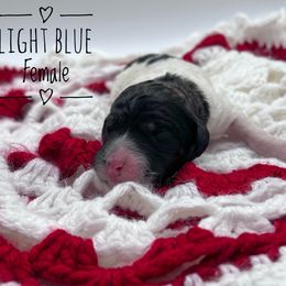 Goldendoodle and Poodle Puppies from Trammell’s Southern Pups