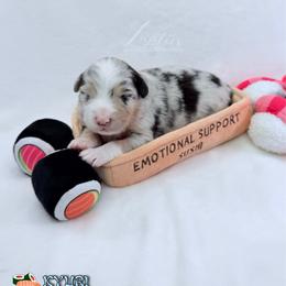 Kyuri - Blue merle male Australian Shepherd puppy in Jonesborough, Tennessee from Lotus Australian Shepherds