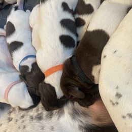 Jinks - Orange Collar - Liver and white male German Shorthaired Pointer puppy in Conroe, Texas from Tipsy Rabbit GSP TopDog Kennel