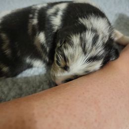 Australian Shepherd Puppies from Summit Australian Shepherds