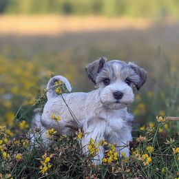 Aussiedoodle and Miniature Schnauzer Puppies from Cedar Creek Ranch