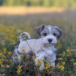 Aussiedoodle and Miniature Schnauzer Puppies from Cedar Creek Ranch