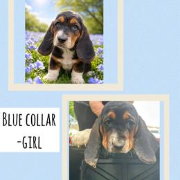 Girl 3 - Black white and tan female Basset Hound puppy in Knoxville, Tennessee from Jen's Bassets