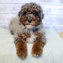 Dasher - Blue merle male Aussiedoodle puppy in Omro, Wisconsin from Crystal Ridge Doodles