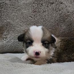 Grey Collar Female - Red female Pembroke Welsh Corgi puppy in Tenino, Washington from LoneStar Corgis NW