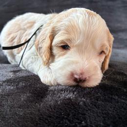 Ralph - Red and white male Cockapoo puppy in Adrian, Oregon from ApplebyFarm
