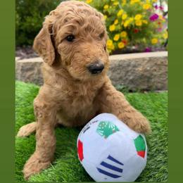 Christian -Boy 6 (yellow collar) - Red  male Goldendoodle puppy in Auburn, Indiana from Cooper’s Doodles